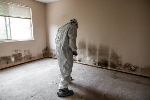 Best Basement Mold Removal  in Memphis, MI